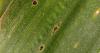 Tar spot detected early in Kansas; scout cornfields now