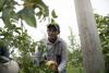 How Impactful Are Farm Workers To Idaho’s Economy?