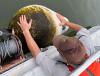 Highly Invasive Freshwater Mussel Found In Central Oregon