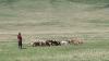 Agri dept to gazette new measures for FMD management, incl communal systems