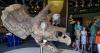 Around Baton Rouge: Dino Day, amateur radio event, art opening and more this week