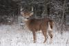 Viral Disease Impacts Deer Hunting In South Dakota
