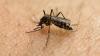 Case of West Nile virus reported in Alachua County