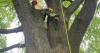 Students branch out and climb trees to learn up close how to care for them and why they help cities flourish