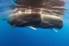 Scientists trace evolution of sperm whale dialects in the Mediterranean