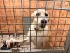 Heat stress, water shortages: Luxembourg's wildlife suffering through heatwave