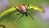 Tick season is here: What Vermonters need to know before heading outdoors
