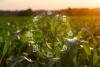 COFCO International reduces supply chain emissions