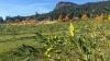 There’s a fully-functioning commercial olive farm for sale on Salt Spring Island (PHOTOS)