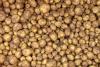 First Latvian potatoes appear in markets