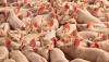Russia's meat exports to China rise 26% in five months