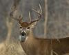 New Deer Feeding Ban Expands to Five More Minnesota Counties