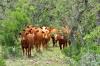 New World screwworm cases climb to 19 in Texas, New Mexico