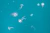 If It’s Not One Thing It’s Another: Purple Jellyfish Invade Greek Waters