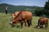 Milk farmers falter in Bulgaria former yogurt empire
