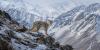 Kyrgyzstan Begins Updating Red Book as Scientists Survey Rare Species Nationwide