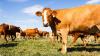 Industry calls for fair treatment of small and medium-sized abattoirs