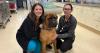 Vets see increase in tick-borne diseases among dogs in Nova Scotia