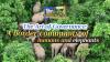 The Art of Governance: A border community of humans and elephants