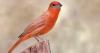 When It Comes to Birds, the West Texas Summer is Red Hot