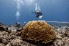 Not all coral reefs are doomed as a result of climate change, study suggests