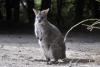 Latin America zoos warn illegal wildlife trade moving to social media