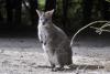 Latin American zoos warn illegal wildlife trade is increasingly shifting to social media