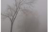 WEATHER: Fog inland with isolated showers expected