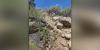 Colorado man fatally crushed by half-ton boulder on trail