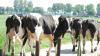 Farmers need action not sympathy on back of ‘poor milk’ price – ICMSA