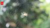 Ethiopian proverb of the day: 'When spider webs unite, they can tie up a lion'
