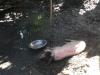African Swine Flu confirmed in Dimapur area