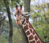 Have You Seen Gracie? Texas Searches for Escaped Giraffe