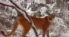 Why Utah's mountain lions are at the center of a growing debate