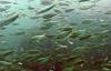 Major menhaden harvester pushes back on claims it opposed funding for menhaden research