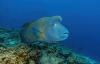 Chinese tourists traveling to Malaysia to eat endangered wrasse