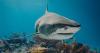 12-year-old boy attacked by shark while swimming in Bahamas