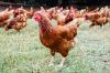 Chatrium Hospitality completes cage-free egg transition in Thailand