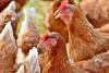 The top 5 egg-producing countries in Latin America