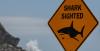 12-Year-Old Attacked by Shark While Swimming at Bahamas Resort