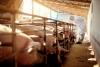 How “ag-gag” laws harm animals, workers, consumers and the environment