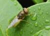 Scientists discover insects can tell time using humidity