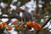Seizures reveal macabre grey parrot blood trade in Cameroon