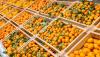 From weather challenges to export success: A look into the 2026 Southern Hemisphere citrus season