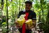 Amazon floodplains cocoa offers a climate-resilient and sustainable chocolate