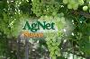 Allied Grape Growers Marks 75 Years While Navigating Wine Industry Challenges