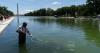 When your local reflecting pool or pond turns green with algae, don’t reach for chemicals – nature has better solutions