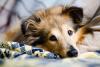 A New Hope for Seizures? Exploring CBD’s Potential for Dogs with Epilepsy