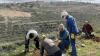 Planting for peace