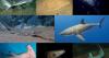 What Is a Ghost Shark? Scientists Discover New Species Off Costa Rica's Pacific Coast